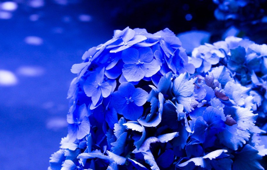 Гортензия Fleurie Blue