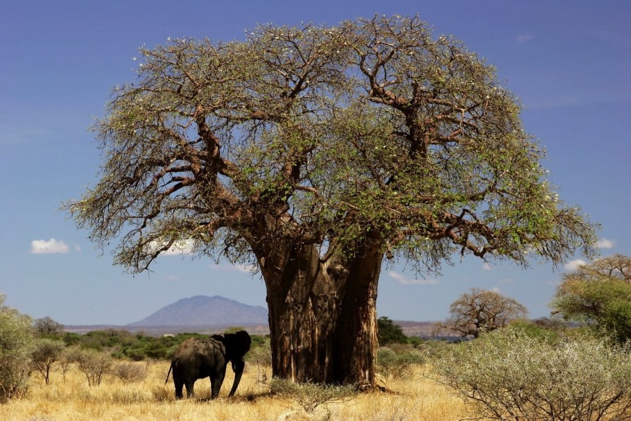 Adansonia digitata баобаб Адансония пальчатая