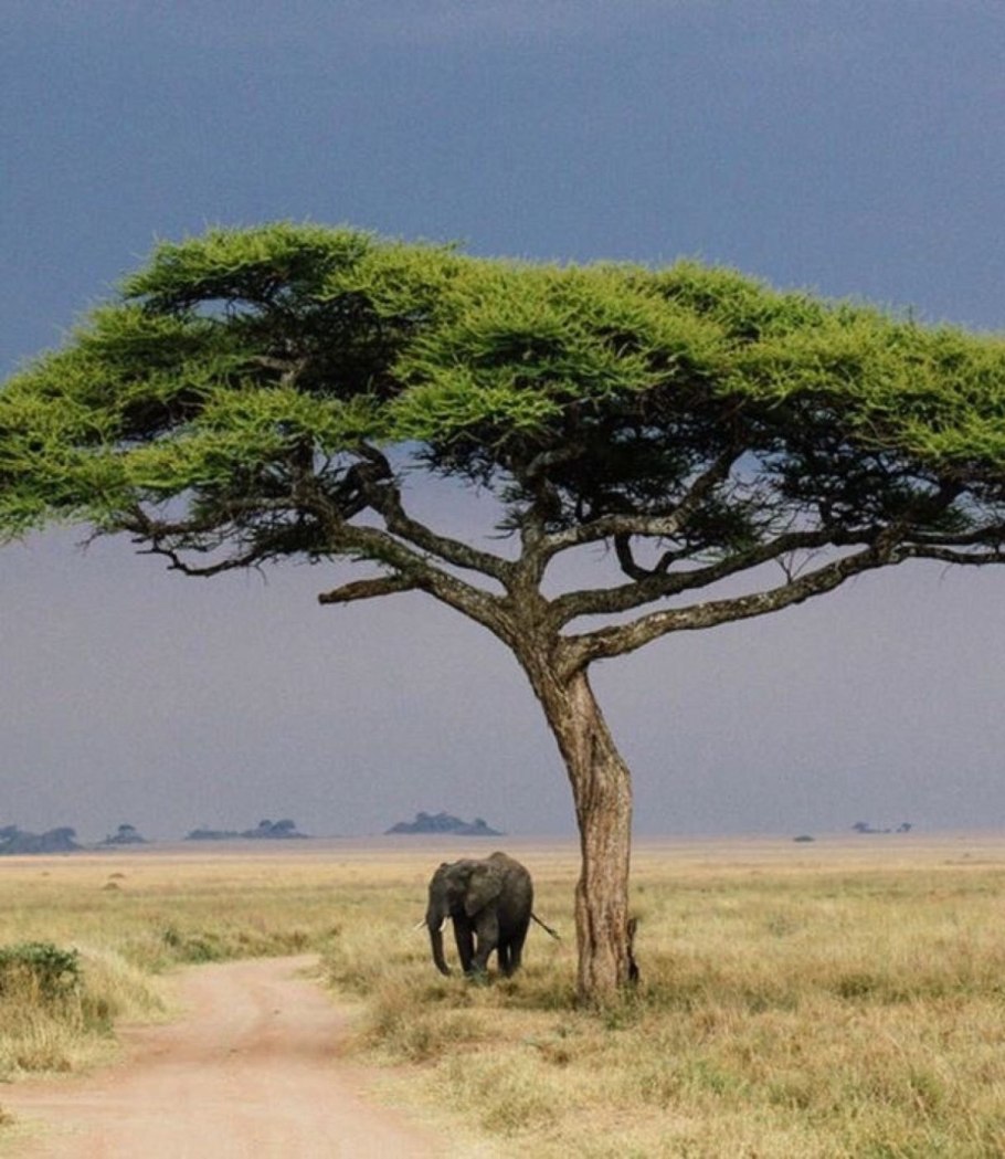 Африканская зонтичная Акация