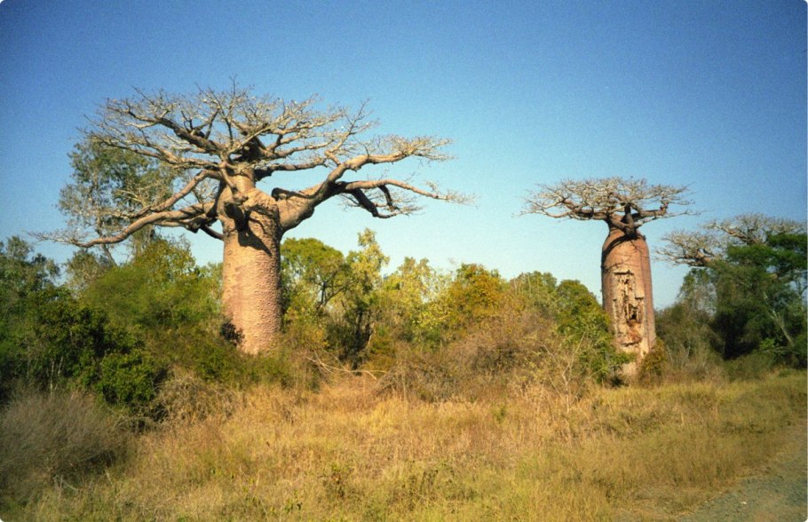 Баобаб Грегори Австралия