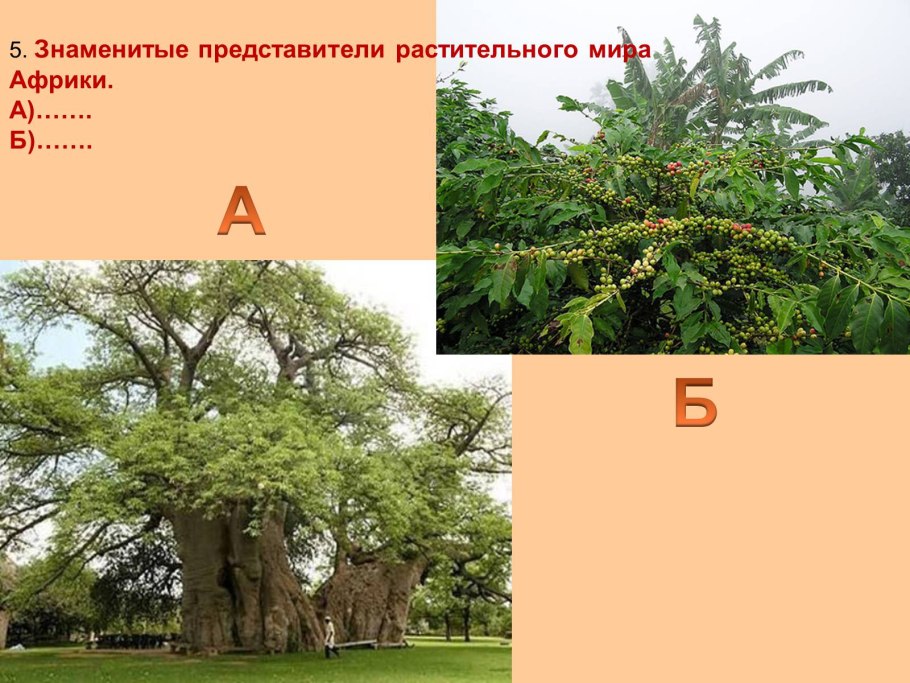 Представители растительного мира Африки