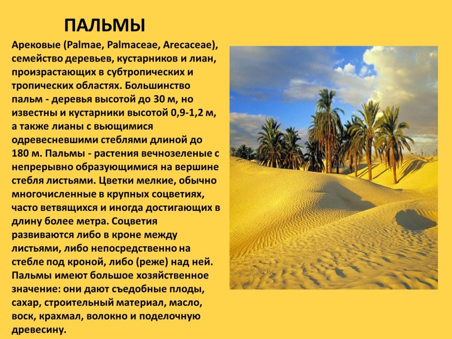 Доклад на тему Пальма