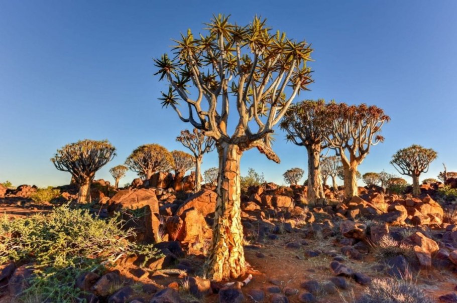 Алоэ дихотомическое (Колчанное дерево)