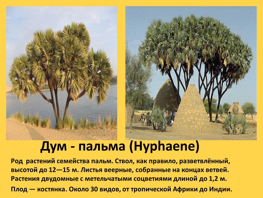 Доклад на тему Пальма