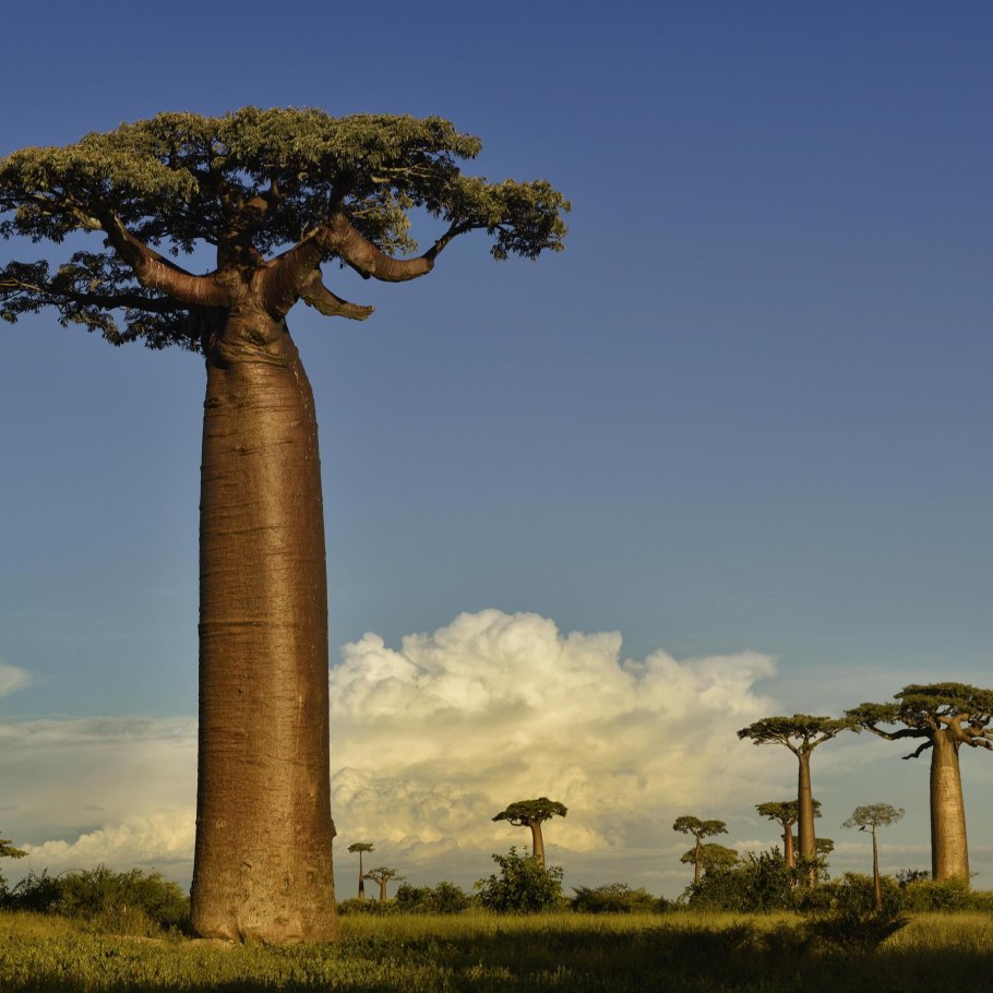 Баобаб (Adansonia digitata)