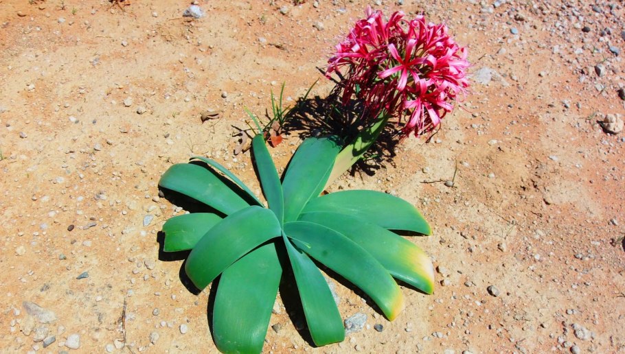 Растения в пустыне Африки