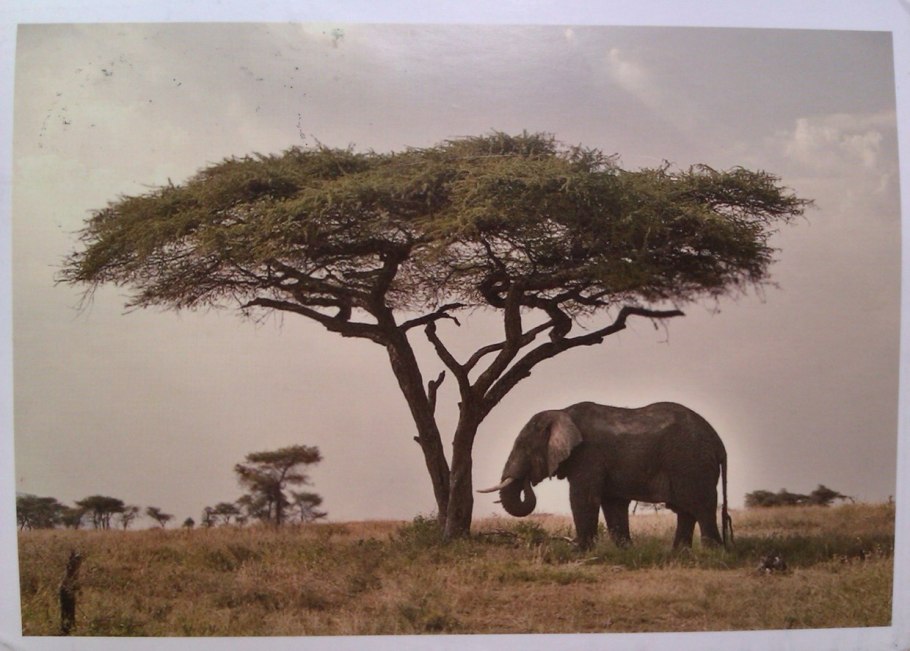 Африка Континент природа