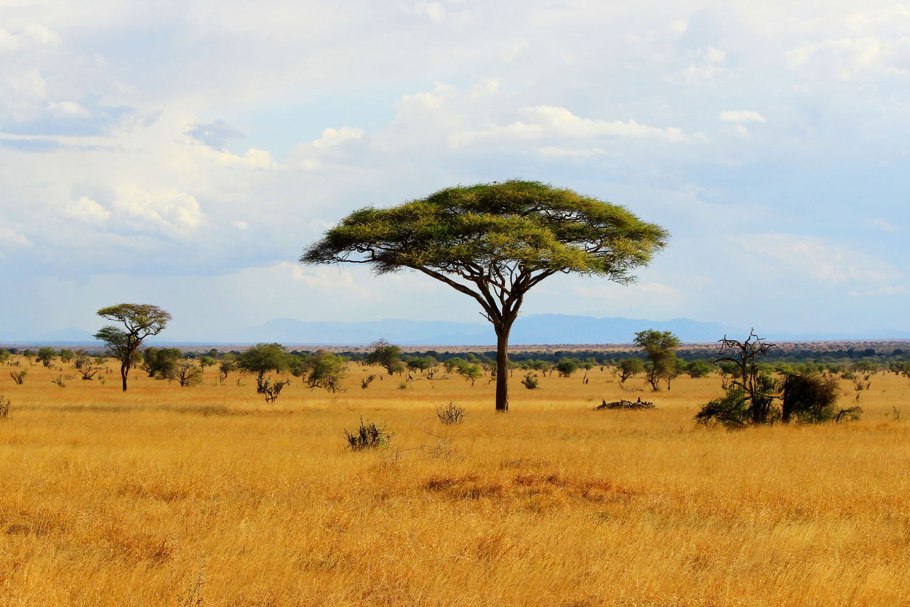 Саванны и редколесья