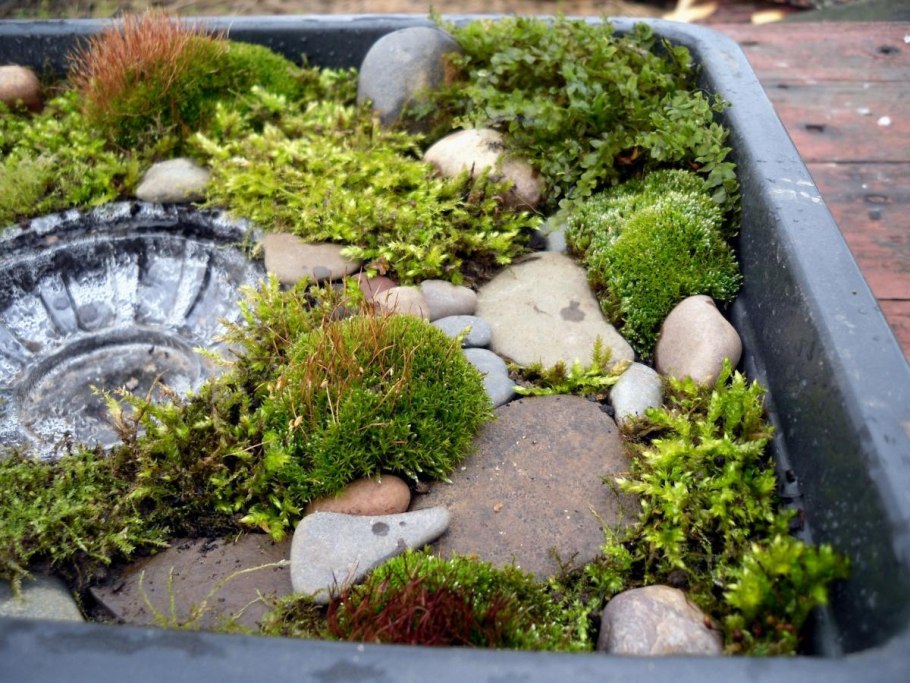 Мох на клумбе