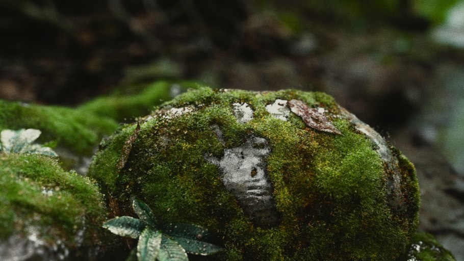 Lepraliella contigua Мшанка