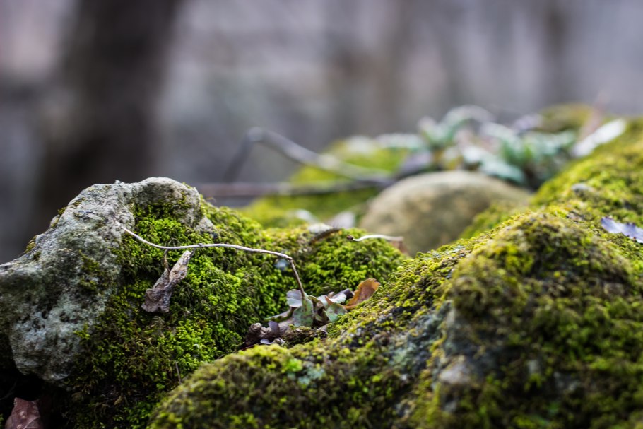 Карстовый мох