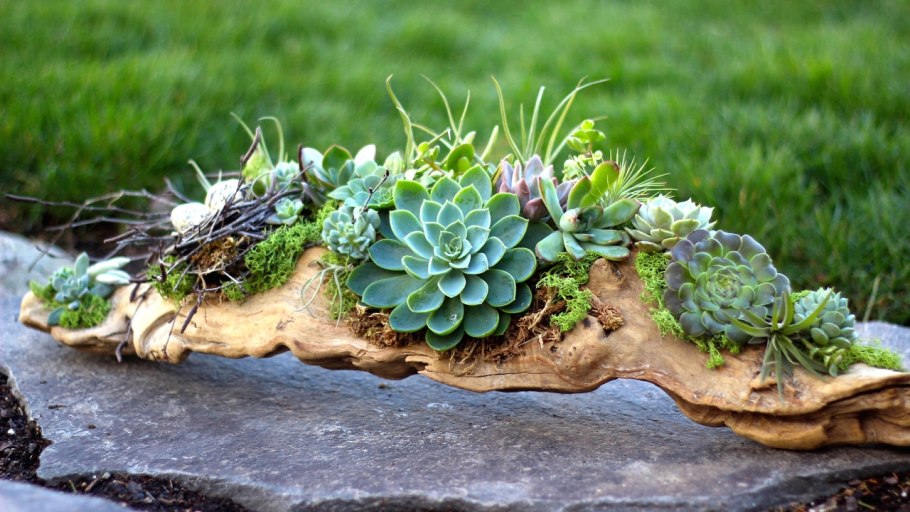 Рокарий с молодило