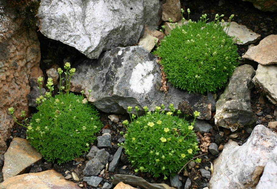 Альпийский мох Мшанка