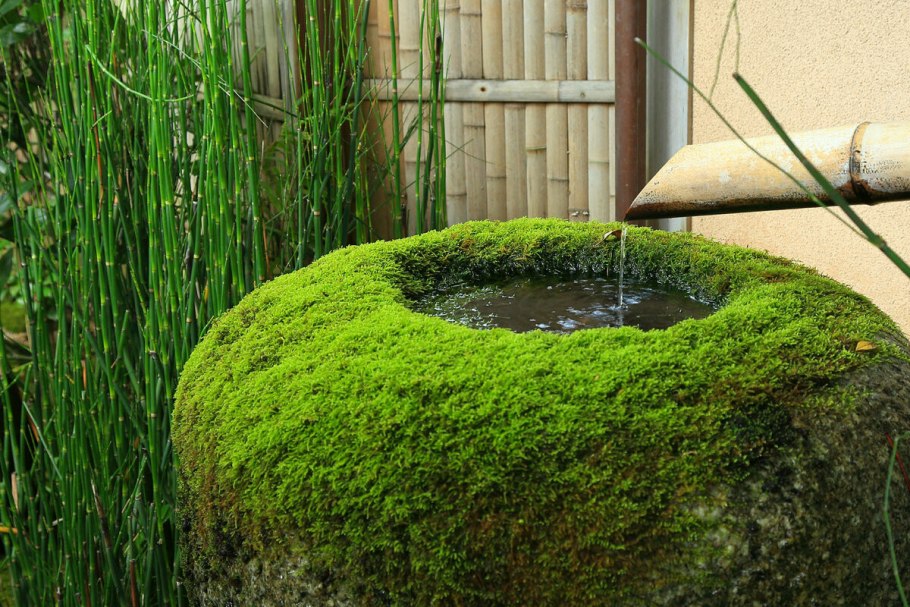 Декоративный мох для сада