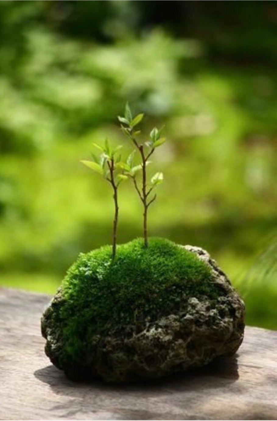 Камешки со мхом