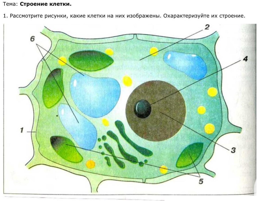 Рассмотрите рисунок растительной клетки рис