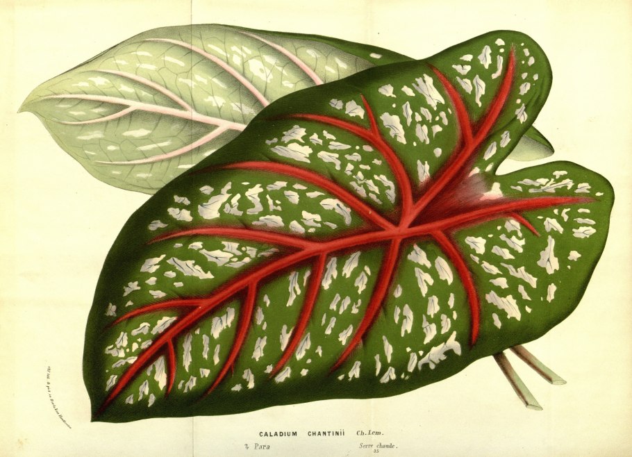 Caladium bicolor Fancy Leaf