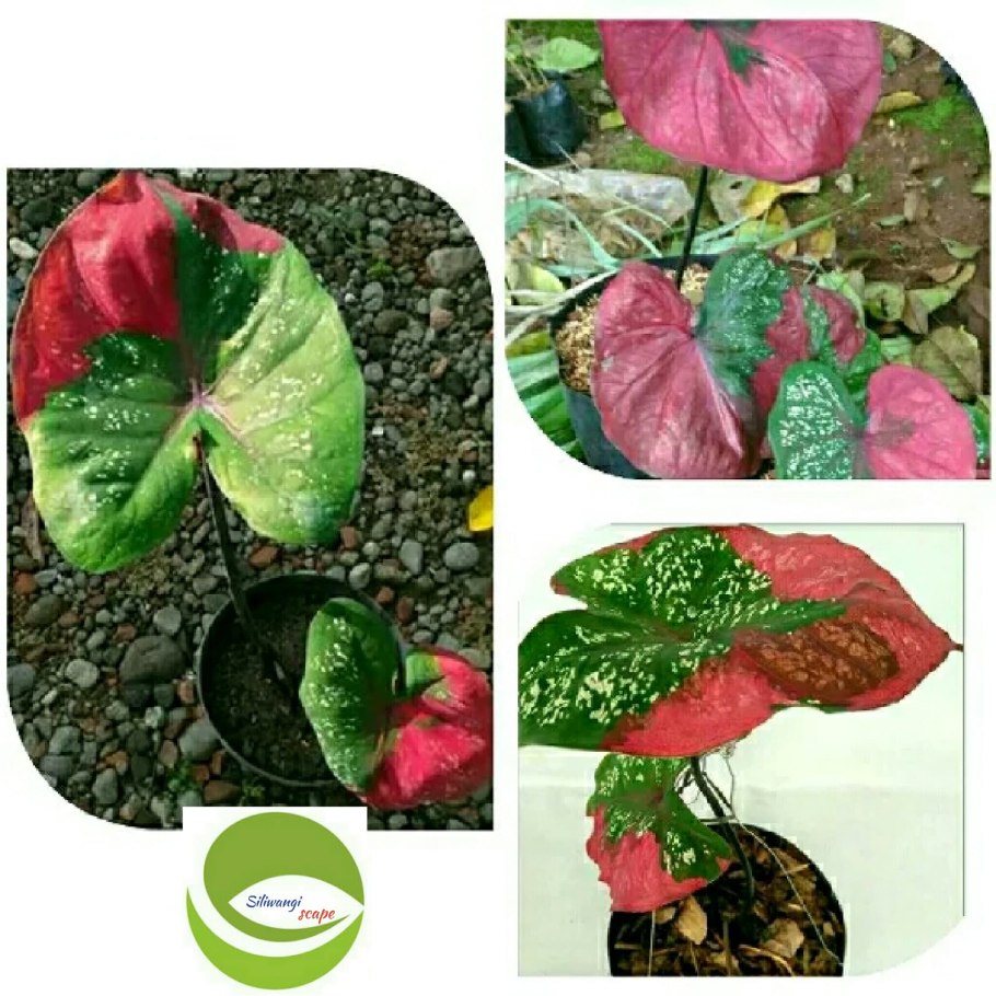 Каладиум рисунок