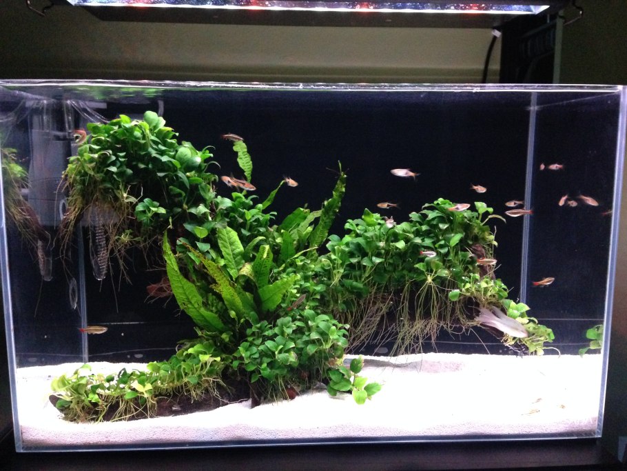 Microsorum Pteropus "Sunrise"