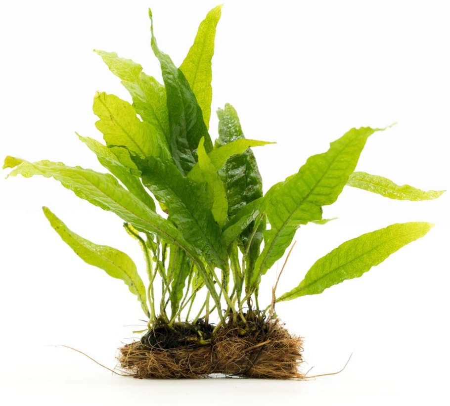 Анубиас Нана цветет