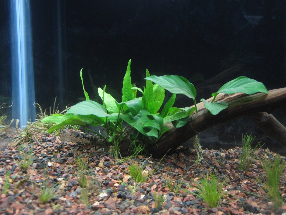Анубиас Нана