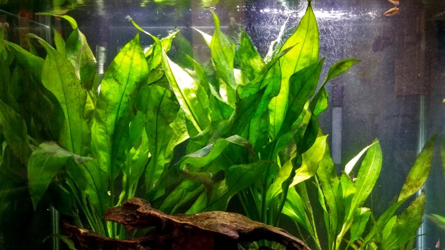 Аквариум усимликлар Anubias