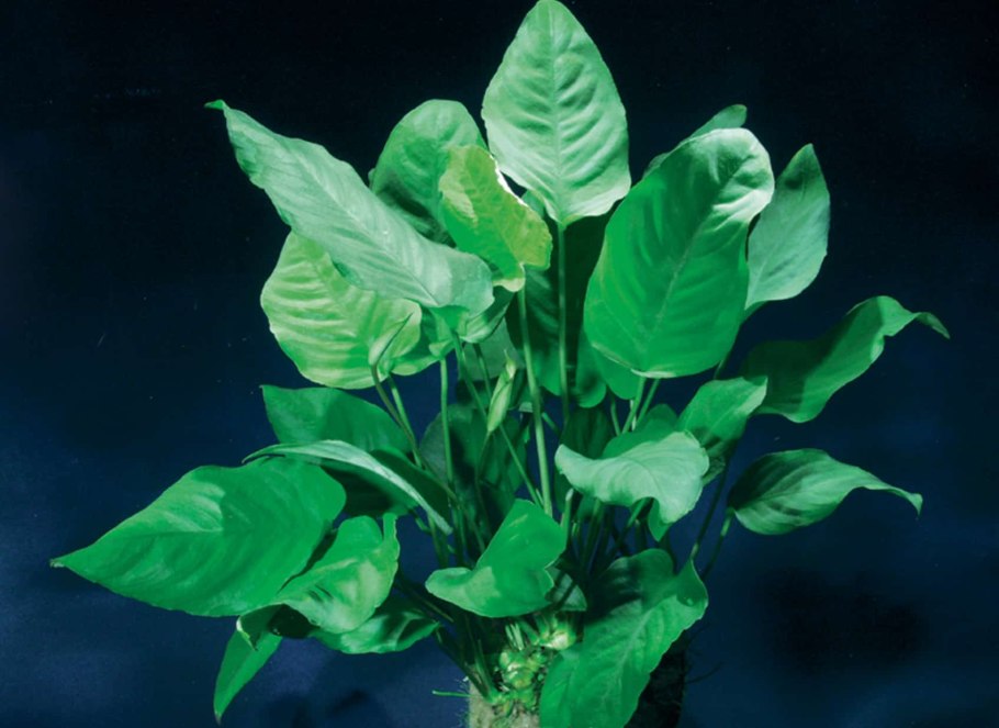 Анубиас Нана акваскейп