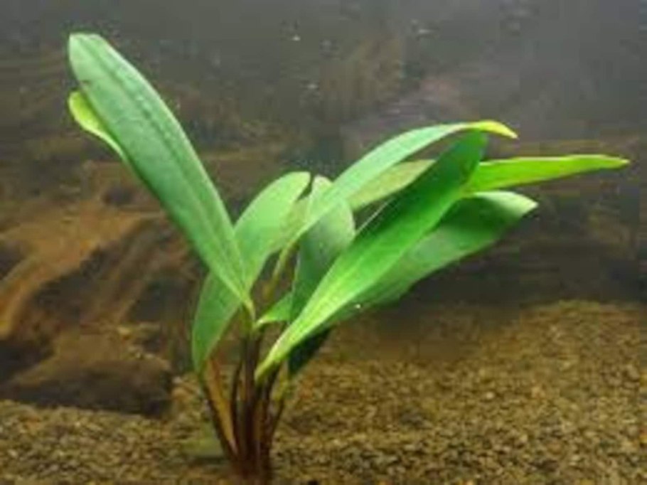 Анубиас конгенсис аквариумный