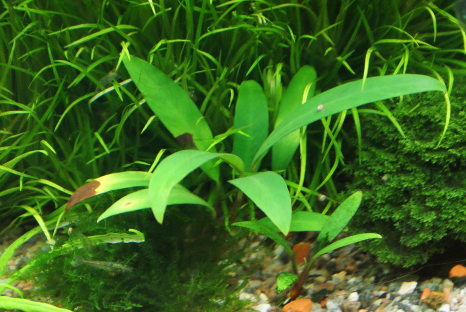 Анубиас узколистный