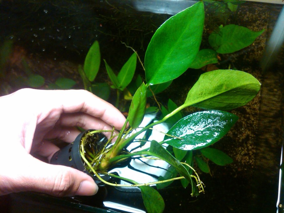 Анубиас Афцели Anubias afzellii