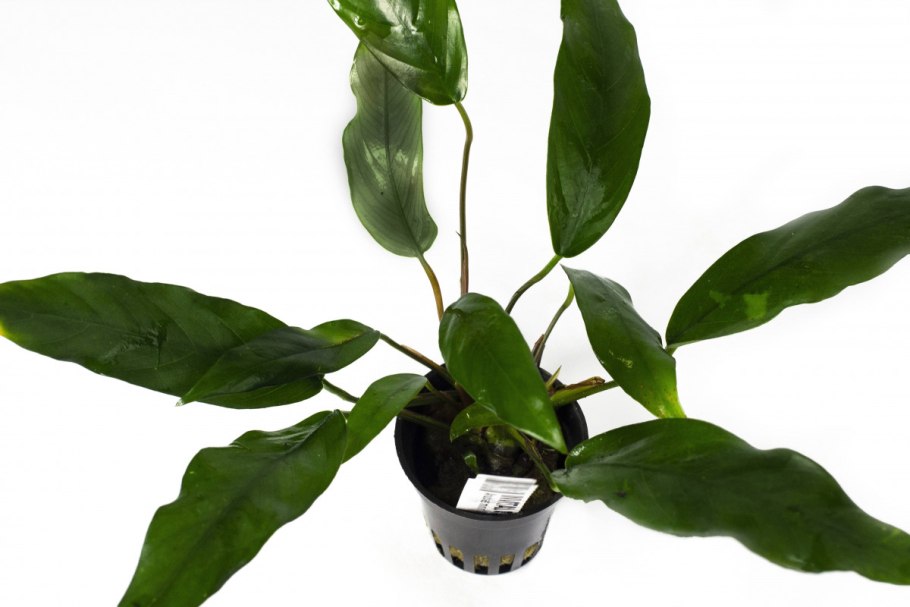 Anubias heterophylla