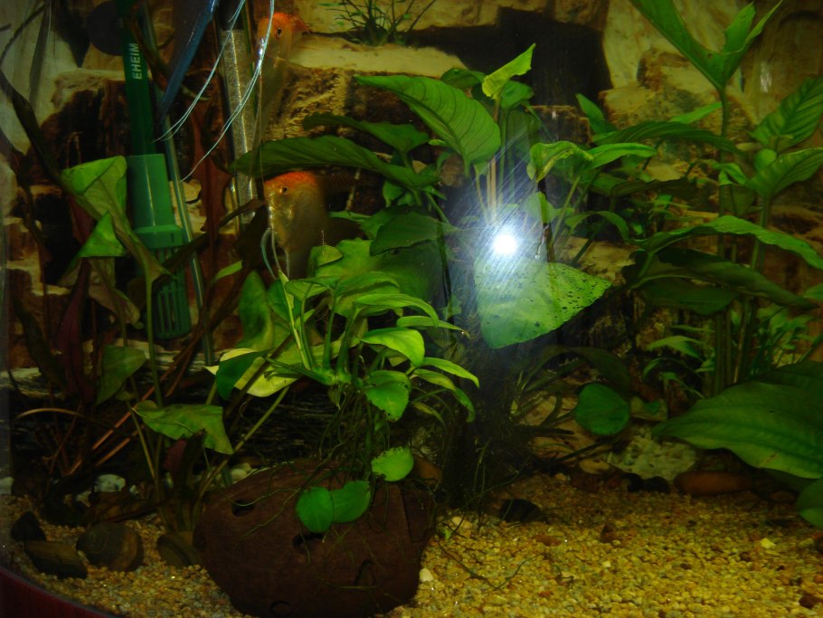 Анубиас Нана Петит