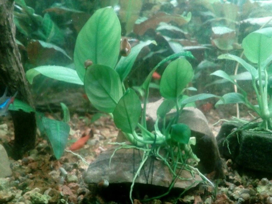 Анубиас разнолистный