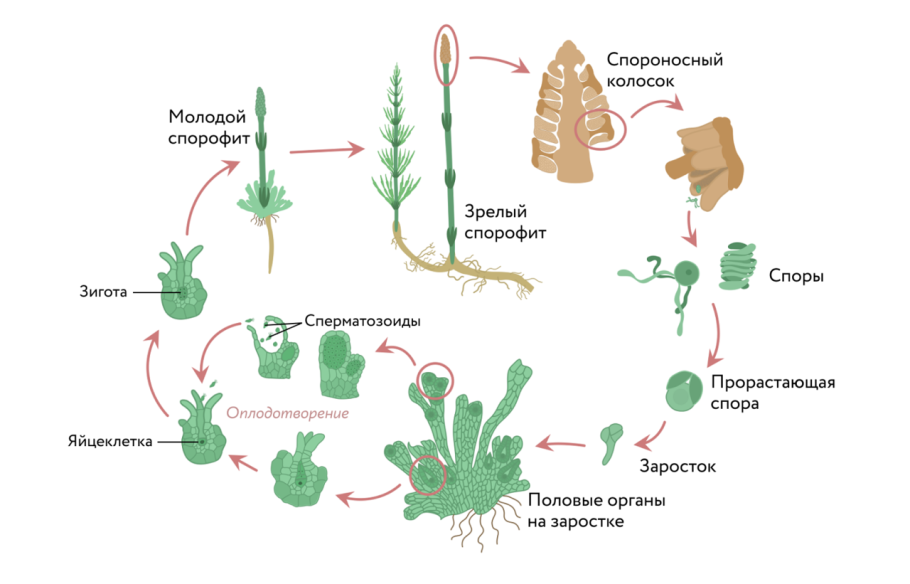 Цикл развития хвоща схема с набором хромосом