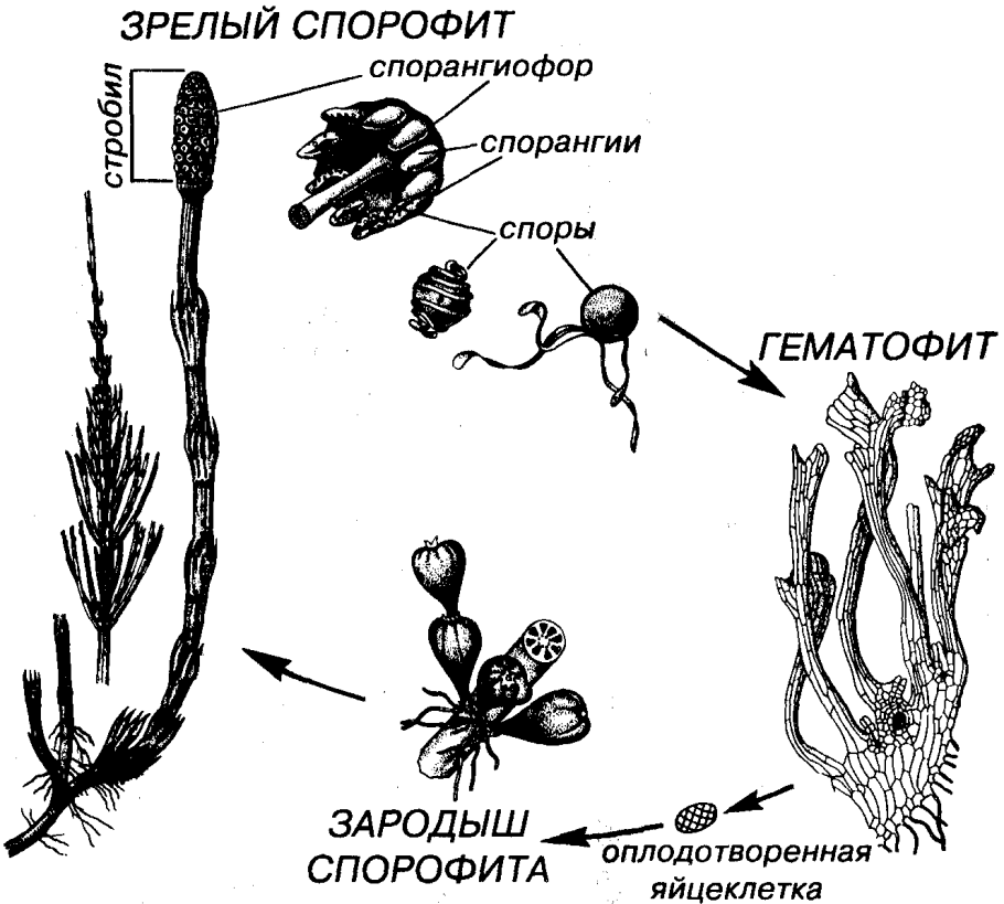 Цикл развития хвощей схема с описанием