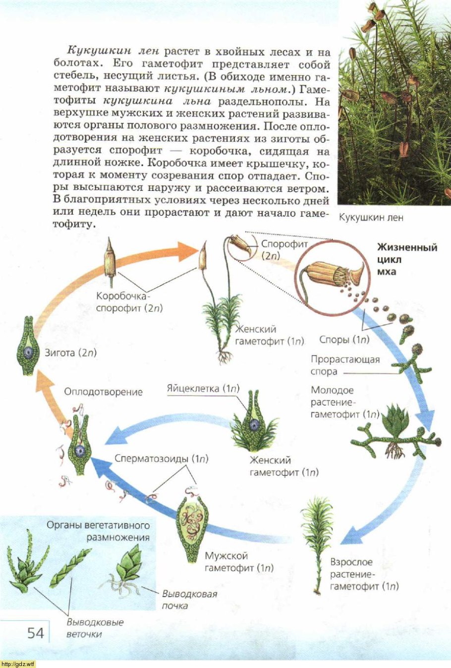 Жизненный цикл мха рисунок