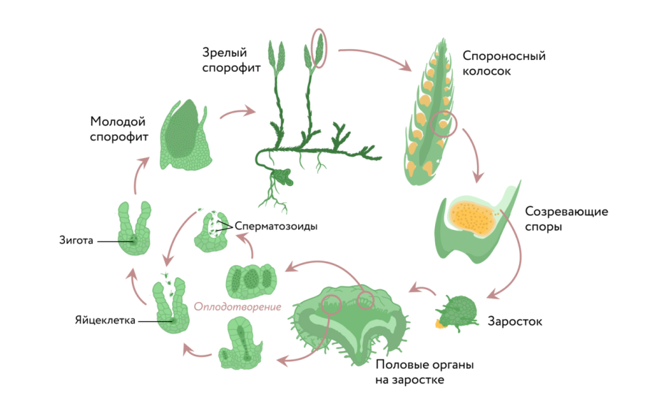 Жизненный цикл хвощей схема