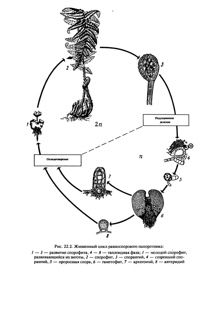 Стадия жизненного цикла папоротника спорофит. Жизненный цикл равноспорового папоротника. Жизненный цикл равноспорового папоротника схема. Жизненный цикл папоротника растений схема. Разноспоровый папоротник жизненный цикл.
