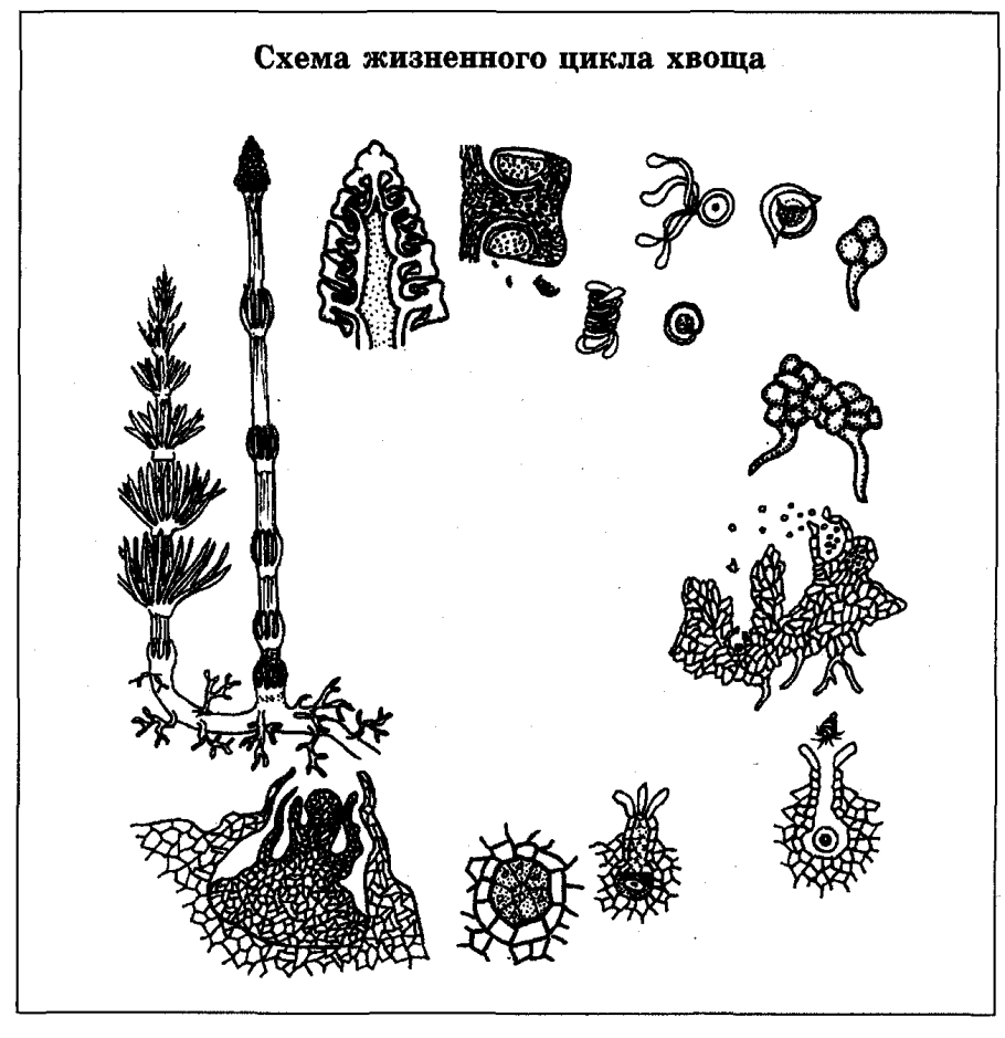 Хвощ жизненный цикл. Жизненный цикл хвоща полевого схема. Размножение хвоща полевого схема. Цикл размножения хвощей схема. Жизненный цикл хвощевидных.