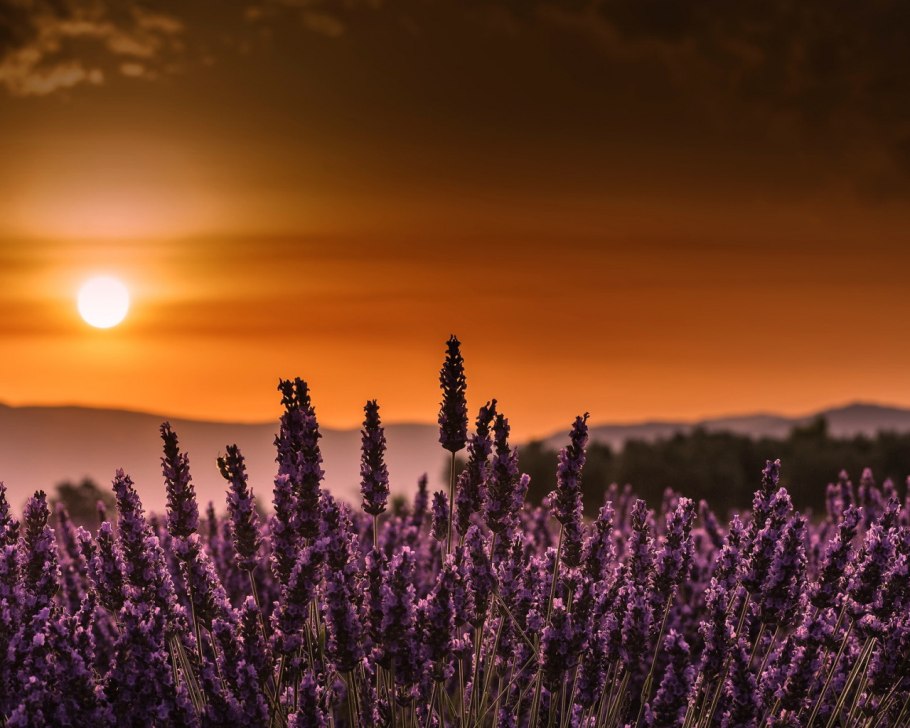 Лавандовое поле на закате