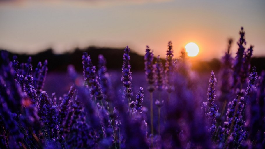 Лавандовое поле на закате