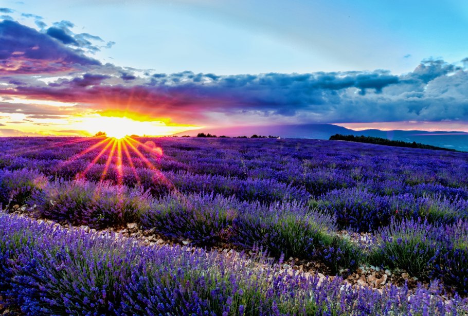 Демерджи Лавандовые поля