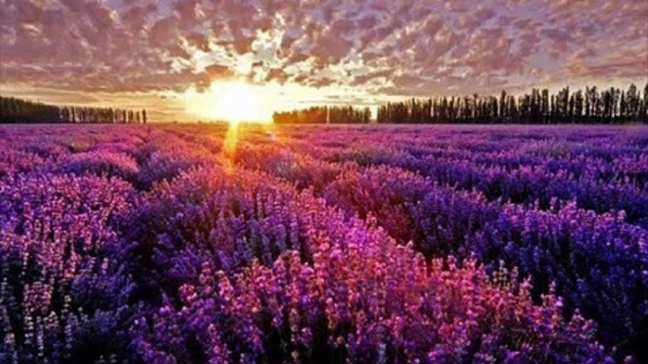 Фиолетовое поле