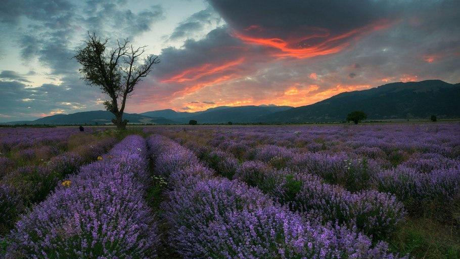 Лефкадия Лавандовые поля