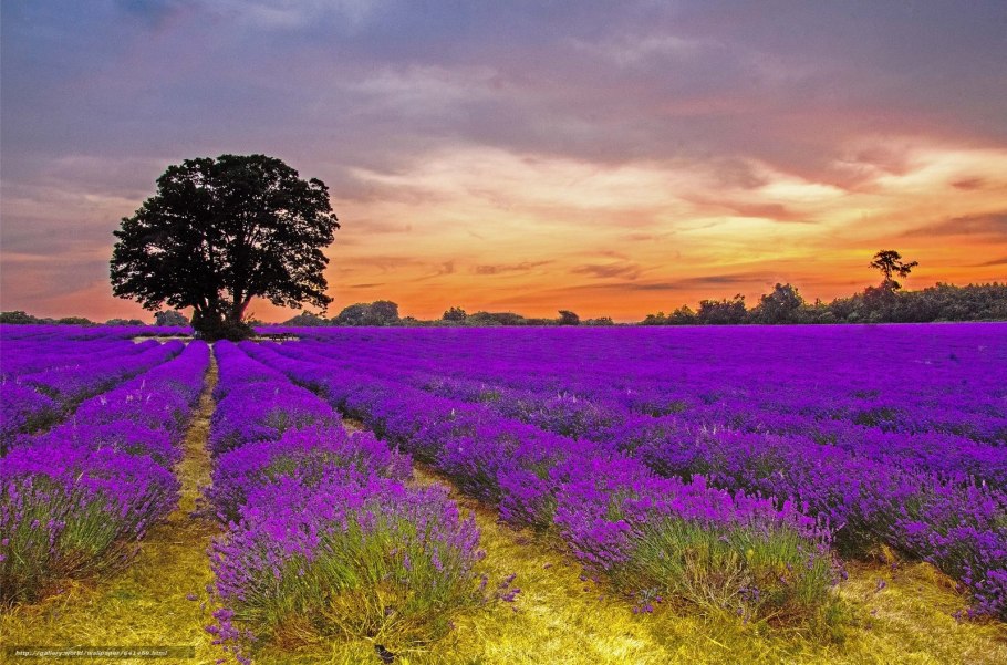 Лавандовые поля в Крыму