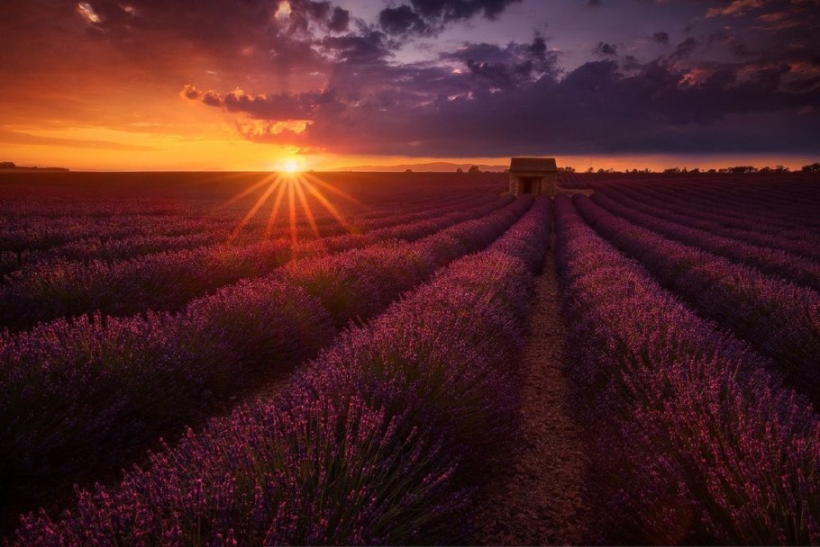 Поле лаванды на закате