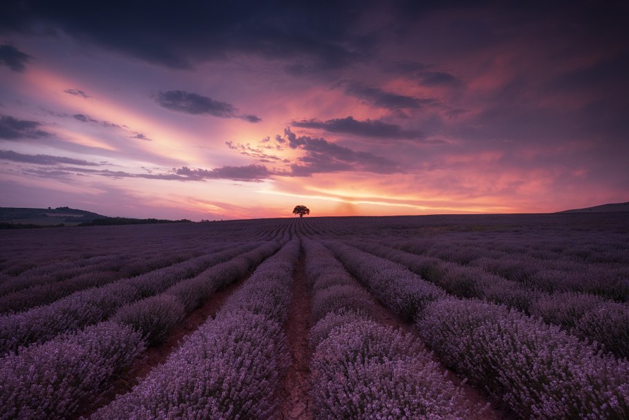 Бордо Лавандовое поле