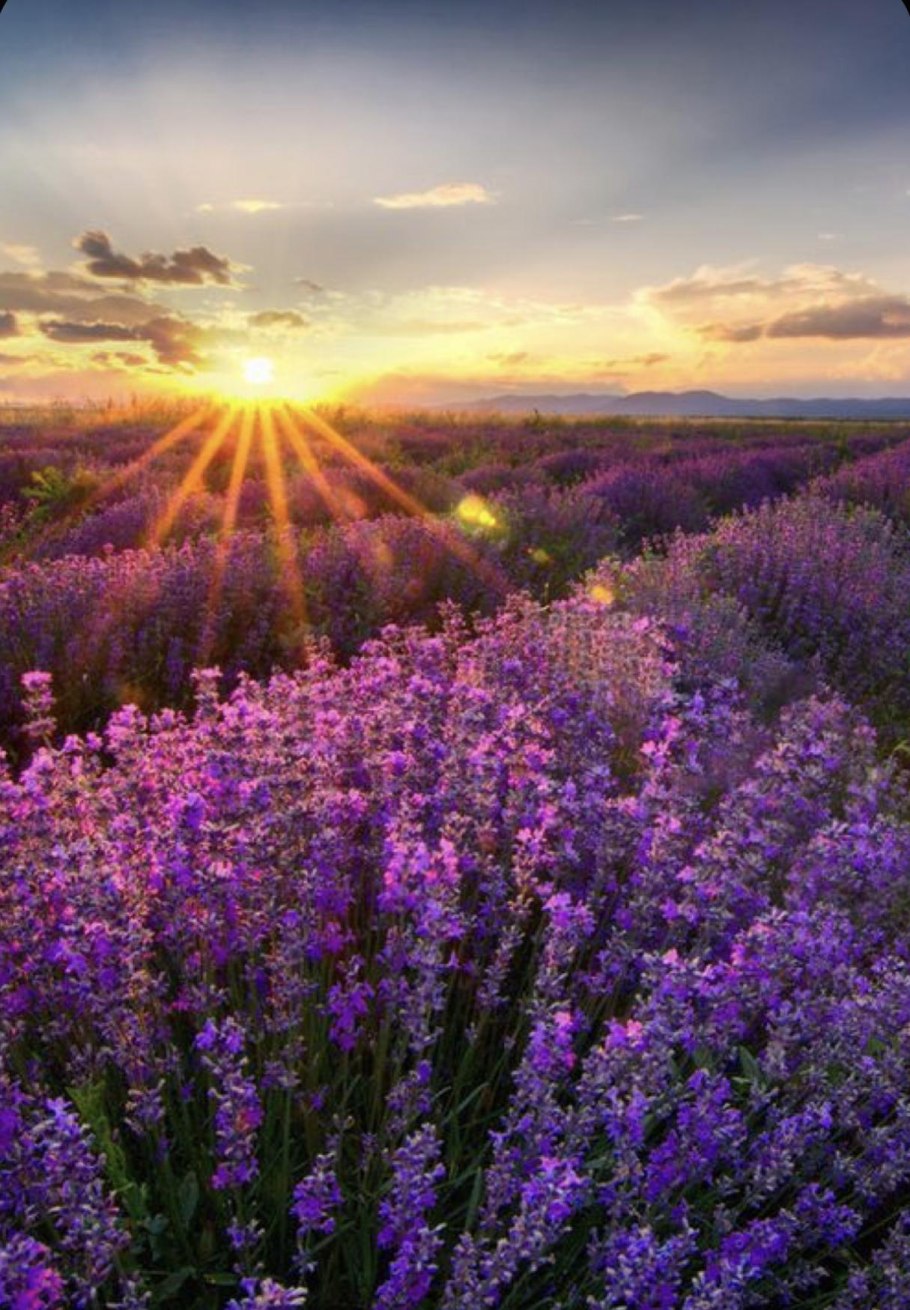 Лавандовое поле на закате