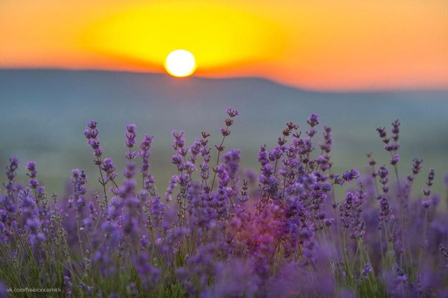 Лавандовое поле. Прованс