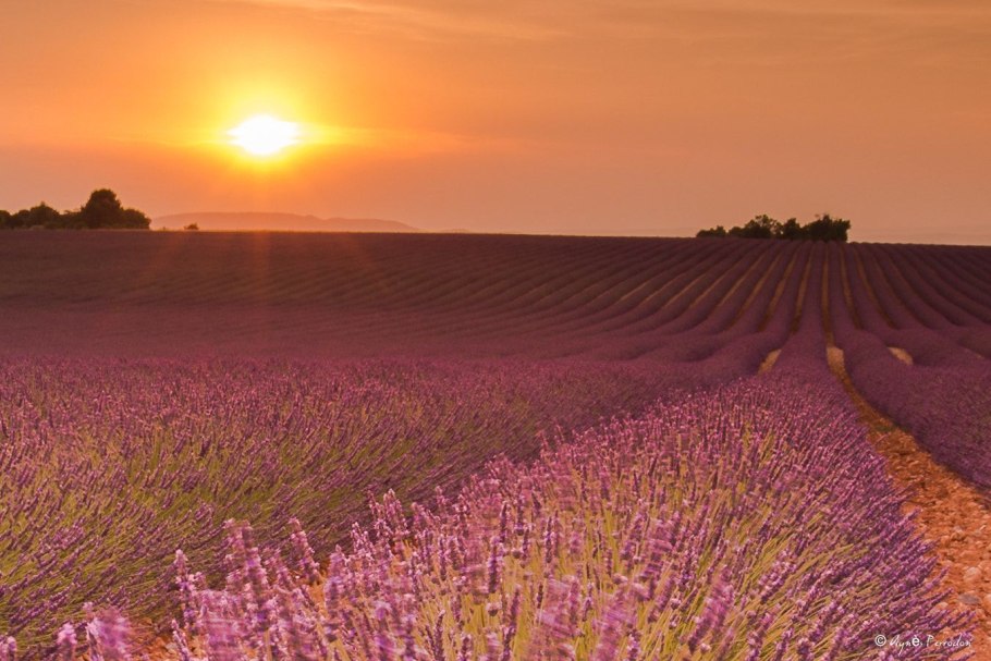 Поле лаванды на закате